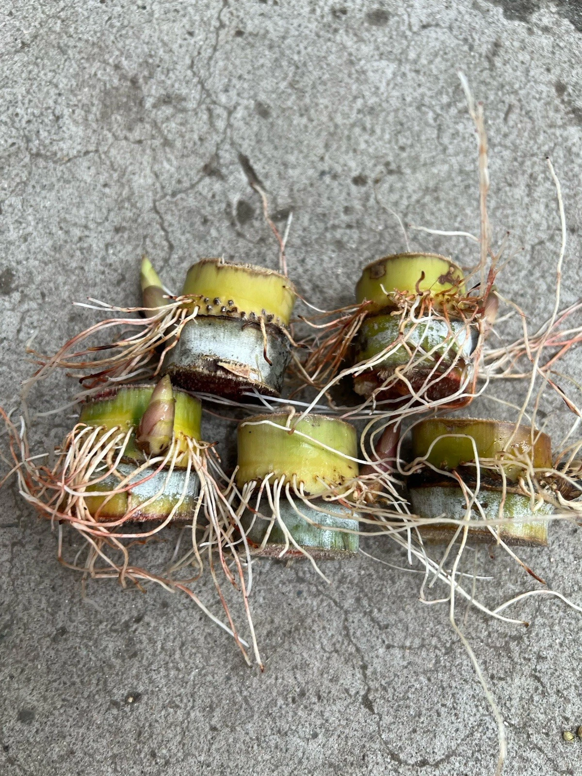 Sugarcane Rooted Cuttings Set of 5 - Saccharum Officinarum Live Cane Starters for Garden or Container