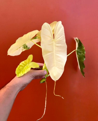 Variegated Burle Marx Philodendron Cutting with Nodes & Air Roots – Tropical Indoor Houseplant Propagation Starter