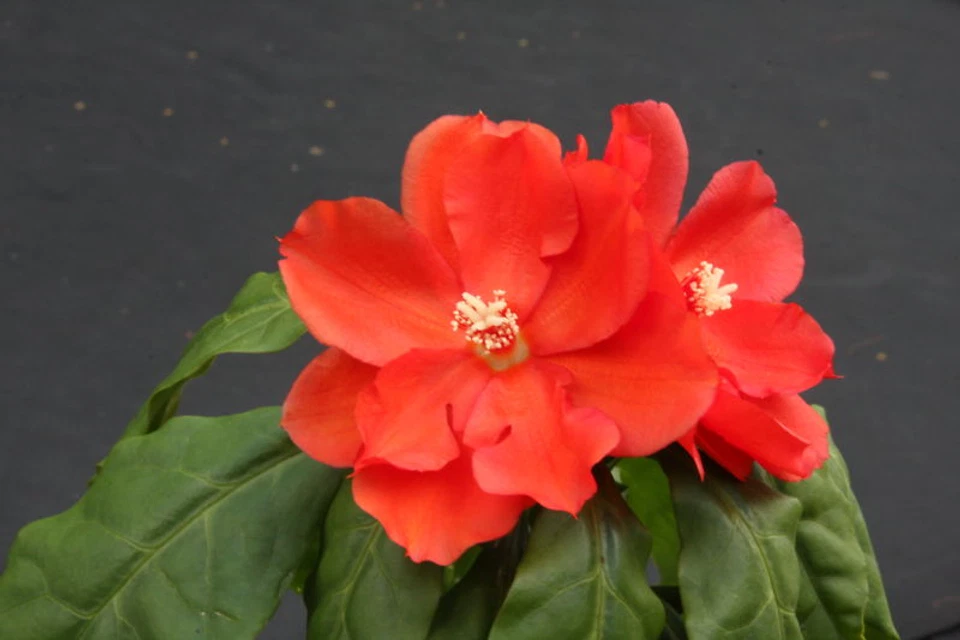 Live Pereskia Bleo Cactus Plant – 4 Inch Pot, Spiny Leaf Cactus, Tropical Succulent, Abrojo, Rose Cactus, Green Foliage
