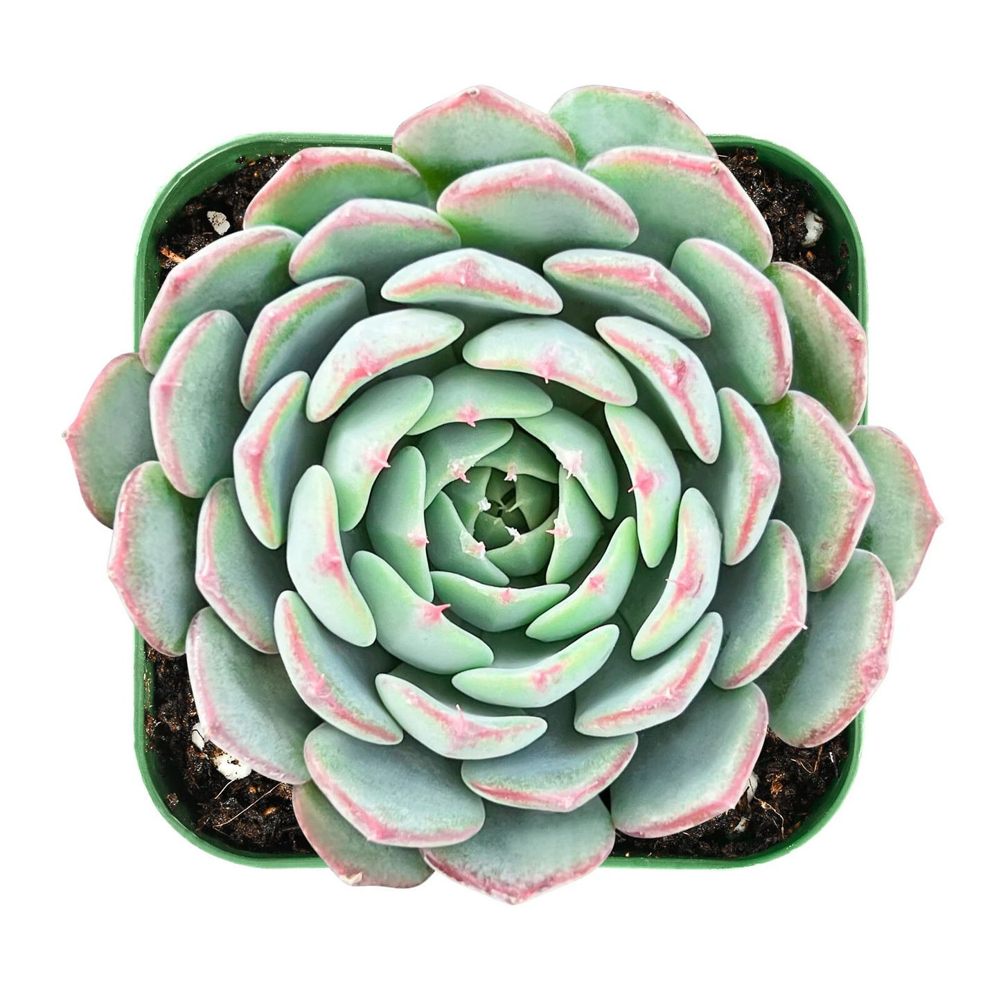Live Echeveria Minima Succulent in 2 Inch Pot – Blue-Green Rosette, Indoor Decorative Plant