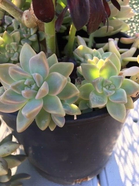 Graptopetalum paraguayense Ghost Plant Cuttings Set of 6 Succulents for Propagation Rosette Live Plants