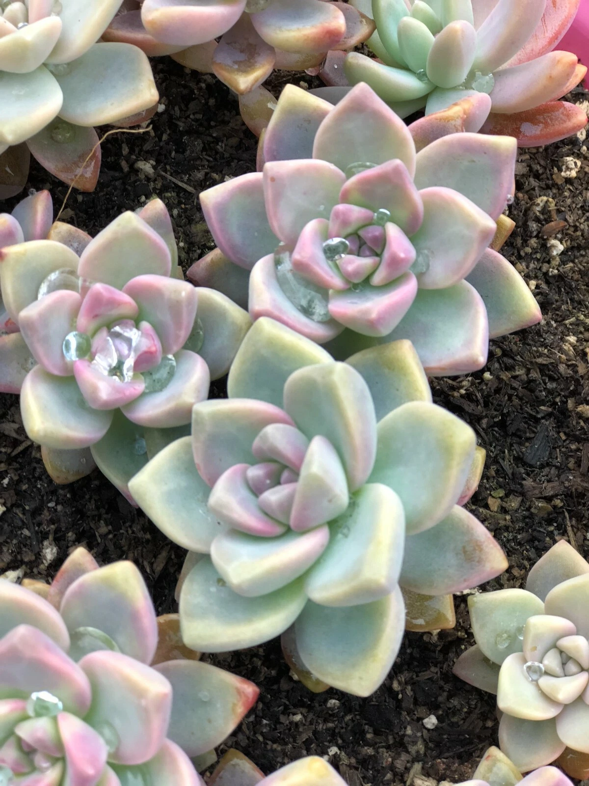 Echeveria Ghost Plant Pink Succulent Cuttings Pastel Rosette Unrooted Propagation Plant