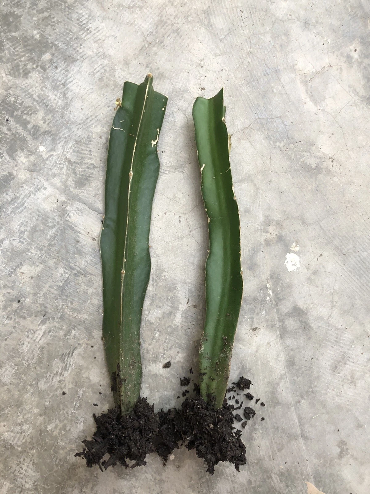 Red Dragon Fruit Rooted Cuttings – Selenicereus costaricensis, Live Starter Plants for Garden or Container, Set of 2