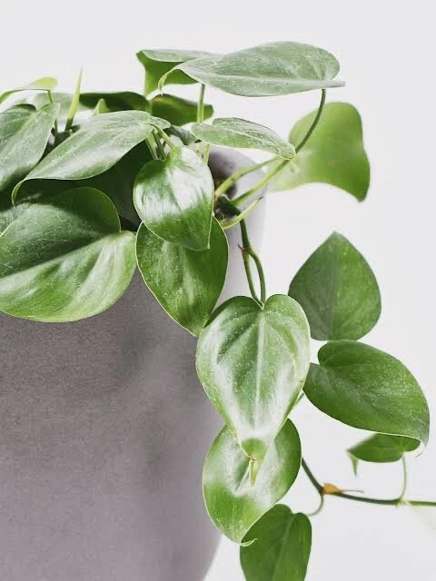 Philodendron Cordatum Heartleaf Cuttings Set of 4 – 6–8 Inch Indoor Vine Houseplant Cuttings