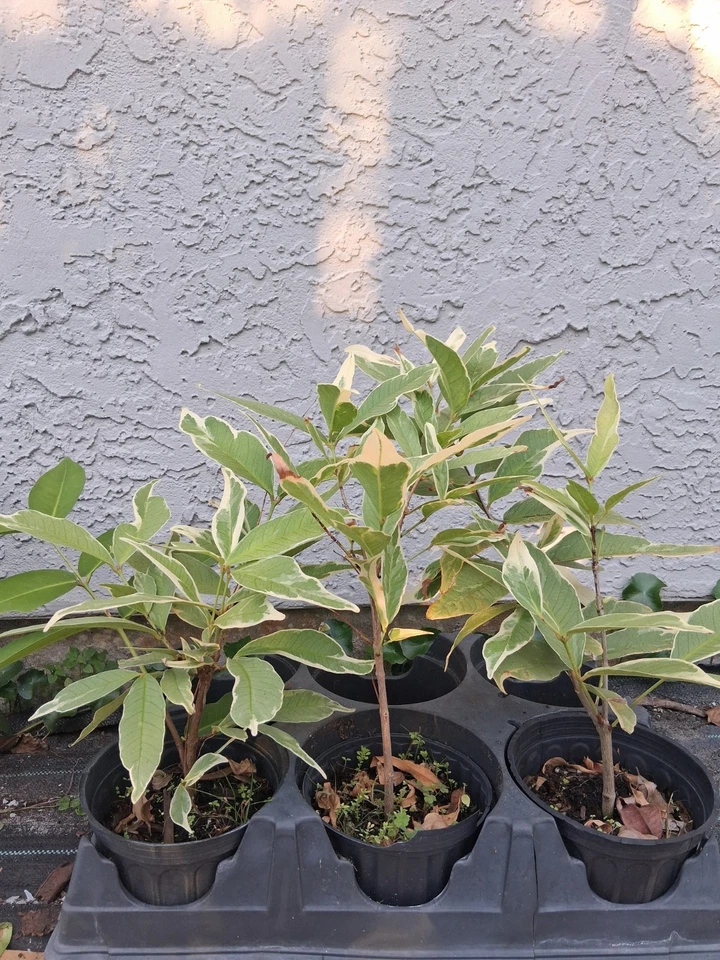 Variegated Malay Apple Tree Cutting – Syzygium malaccense Live Plant, 16 Inches, Tropical Fruit Tree, Variegated Foliage