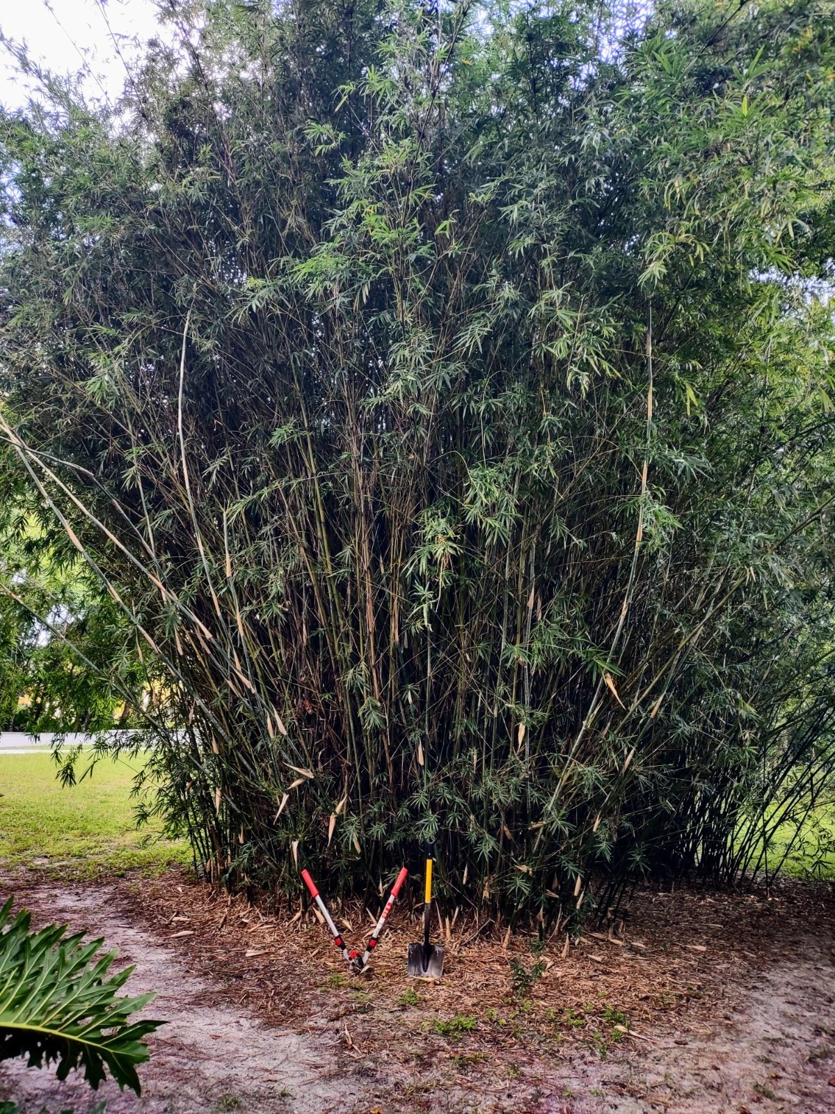 Green Hedge Clumping Bamboo Starter Plant | Bambusa multiplex Live Plant for Hedges & Landscaping