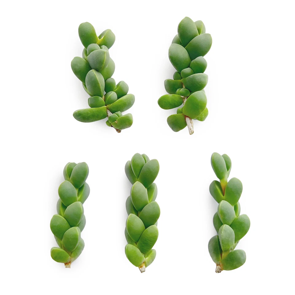 Corpuscularia Lehmannii Ice Plant & Astridia Velutina Succulent Cuttings - Set of 5 Fresh Unrooted Plants