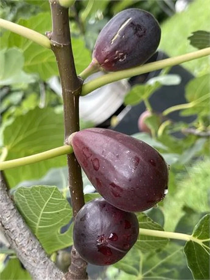 Black Mission Fig Cutting – Live Ficus carica ‘Black Mission’ Unrooted Planting Propagation, 8+ Inches, 3+ Nodes