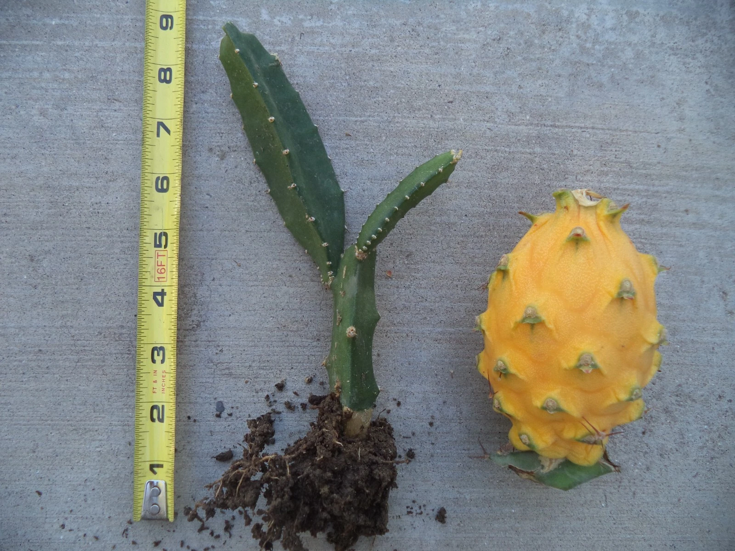 Yellow Dragon Fruit Plant – Rooted Live Pitaya, 6-8 Inch Young Selenicereus megalanthus for Container or Outdoor Growing