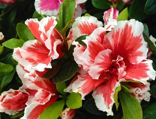 Live Mardi Gras Azalea Starter Plant, Rhododendron deciduous shrub, Red & White Bicolor Flowers