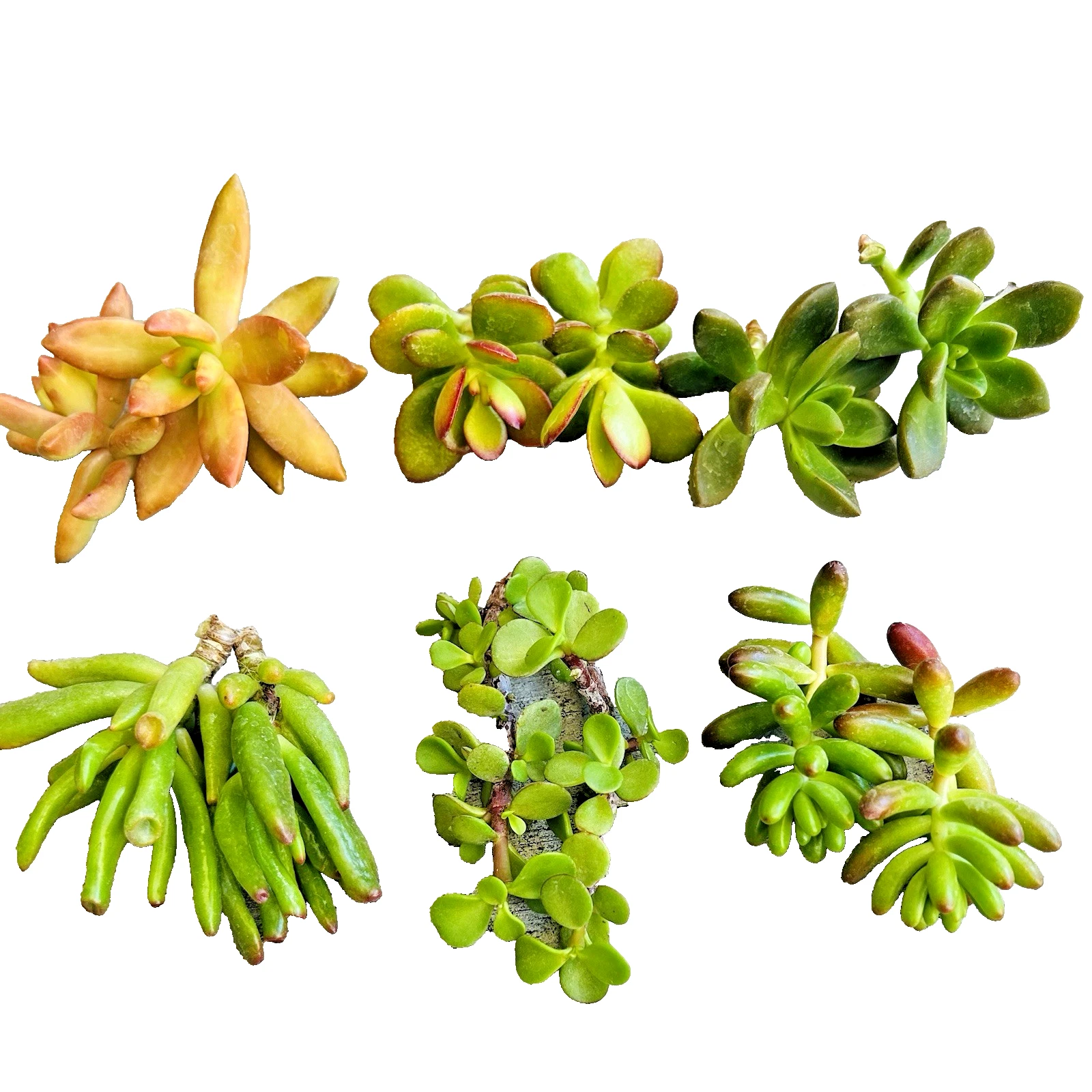 Succulent Clippings Set of 12 Unrooted Live 2 Inch Assorted Succulents for Propagation | Mixed Varieties