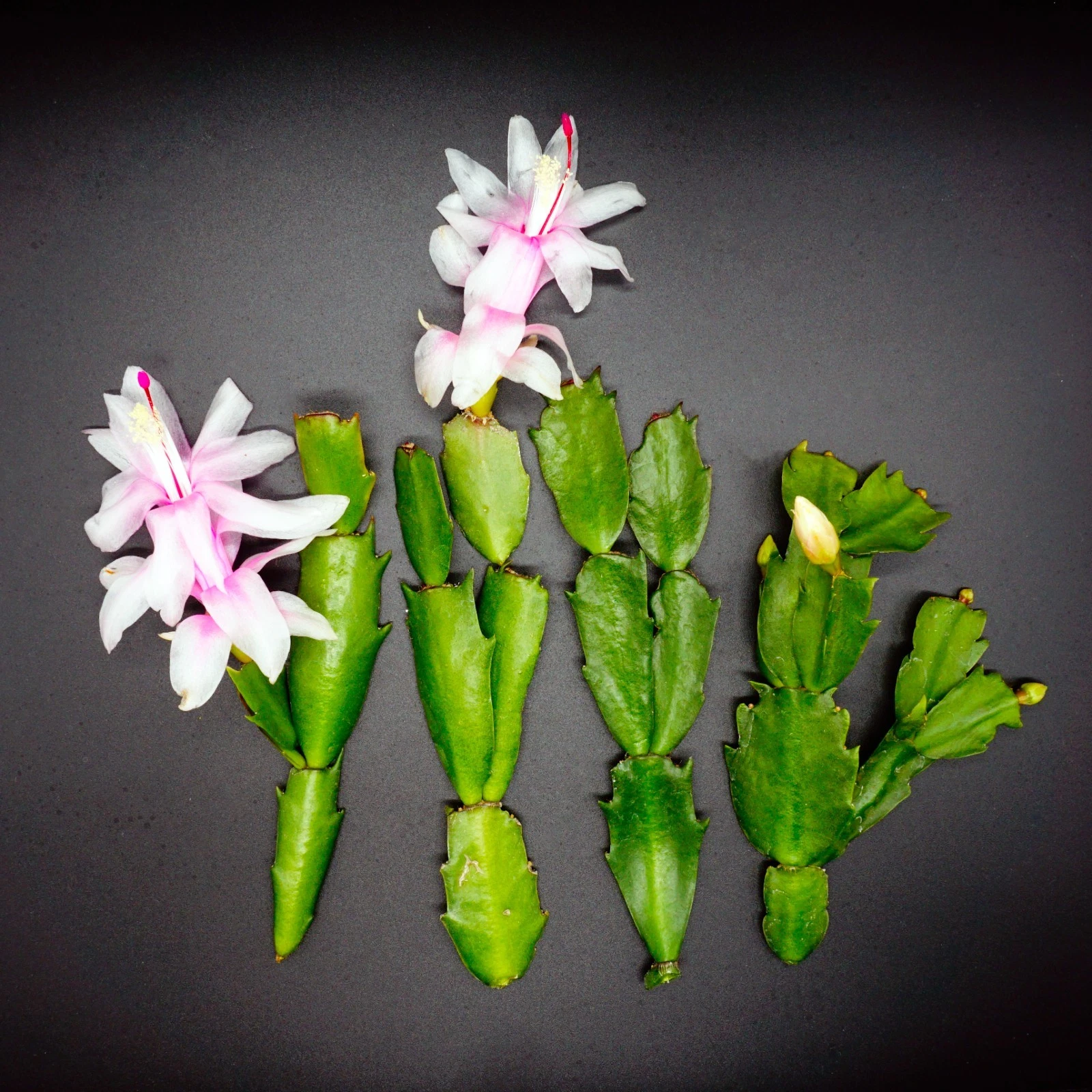 White Thanksgiving Cactus Cuttings – 4 Unrooted Schlumbergera truncata Segments for Indoor Propagation