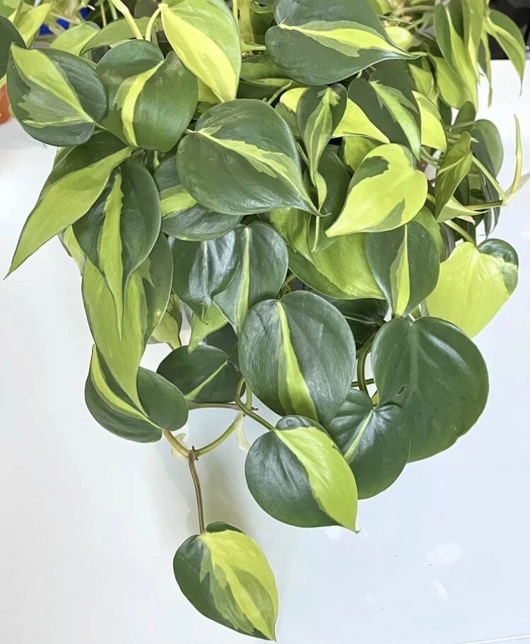 Philodendron Brasil Cuttings 2-3 Unrooted with 3 Leaves Indoor Houseplant for Propagation