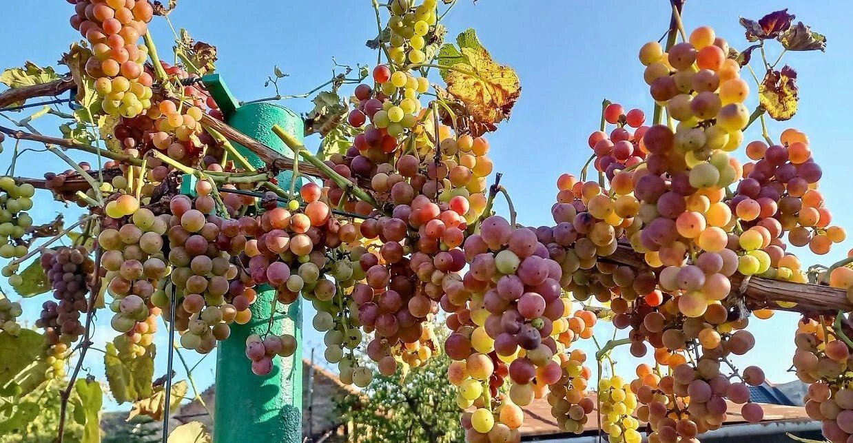 Unrooted Strawberry Grape Vine Cuttings – Vitis labrusca for Propagation, Climbing Vining Plant, Ready to Root