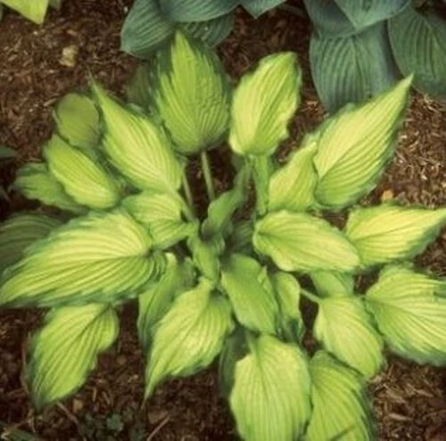 Hosta Emerald Ruff Live Plant - Small Potted Perennial in 2.5 Inch Pot, Shade Garden Foliage, Ruffled Green Leaves