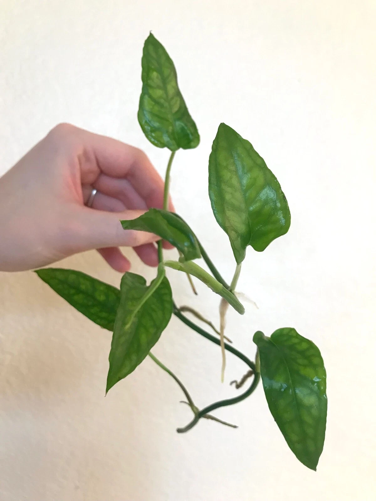 Epipremnum Skeleton Key Cutting with 5+ Nodes for Propagation, Tropical Climbing Vine, Houseplant, Vivarium, Terrarium