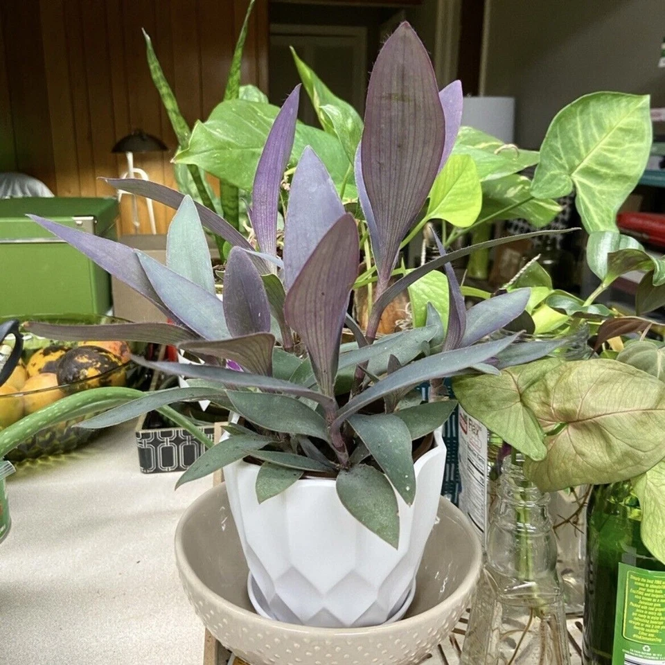 Tradescantia Purple Heart Cuttings – 3 Live Unrooted Purple Queen Propagation Plants for Indoor & Outdoor Gardening