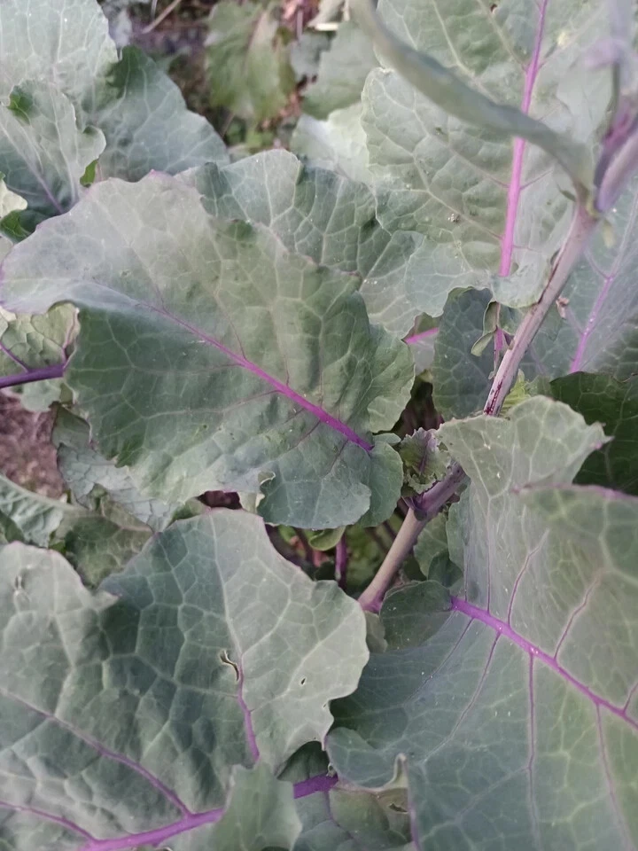 Perennial Purple Tree Collard Cutting - Brassica Oleracea Kale Live Unrooted Cutting for Planting