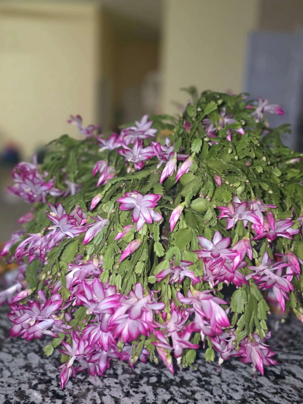 Christmas Cactus Cuttings Live - 20 Unrooted Schlumbergera Segments for Indoor Propagation