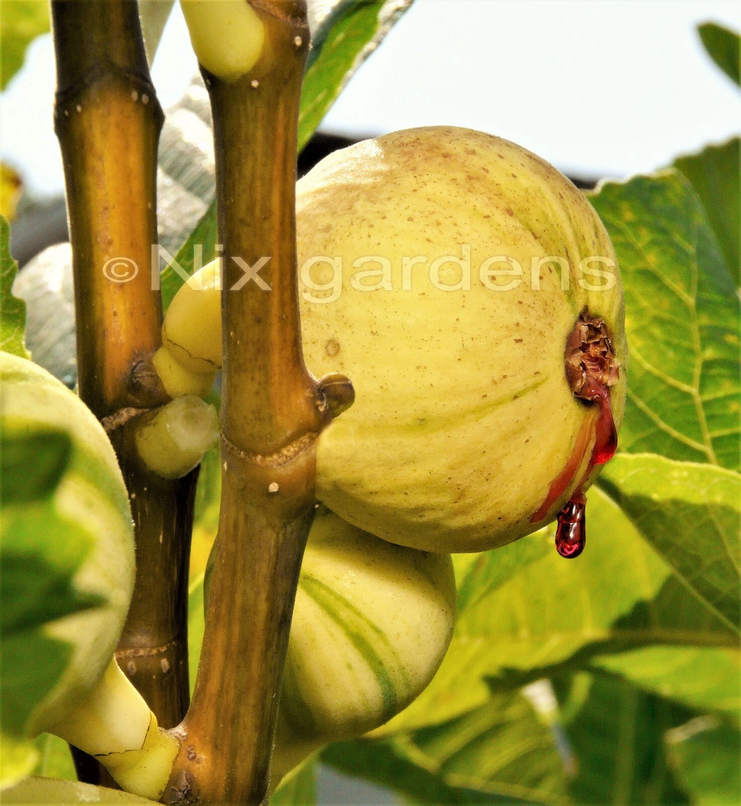 Panaché Tiger Fig Cuttings – Unrooted Variegated Ficus Carica ‘Panaché’ for Propagation