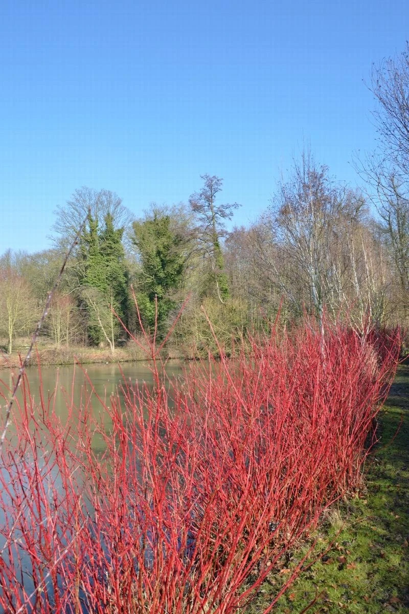 Red Twig Dogwood Cuttings - 50 Cornus amomum Unrooted 10 Inch Cuttings Cut to Order