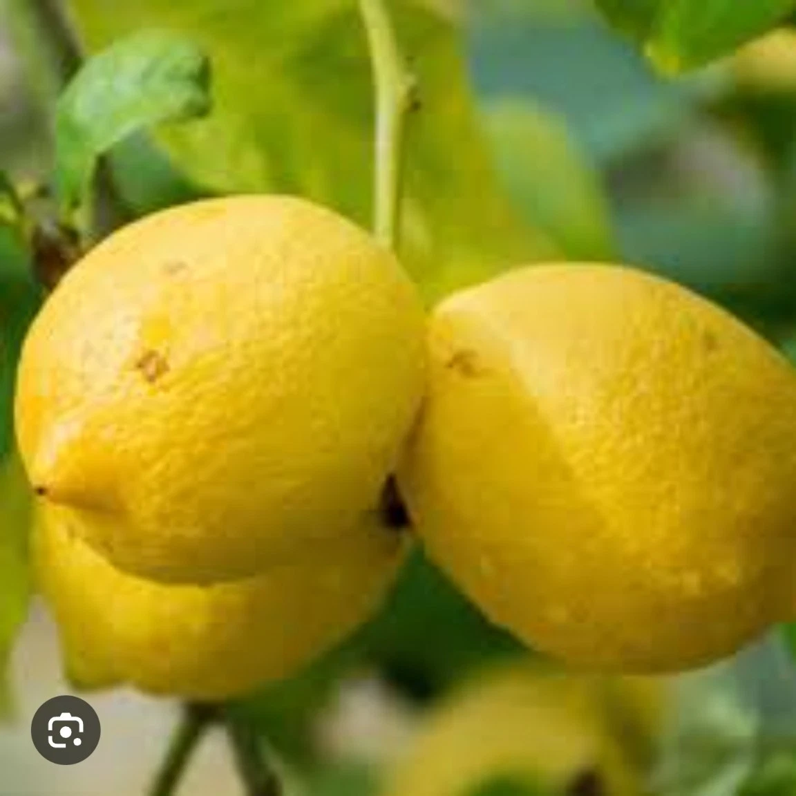 Italian Lemon Citrus Limon Live Cutting 6-8 Inches for Rooting or Grafting