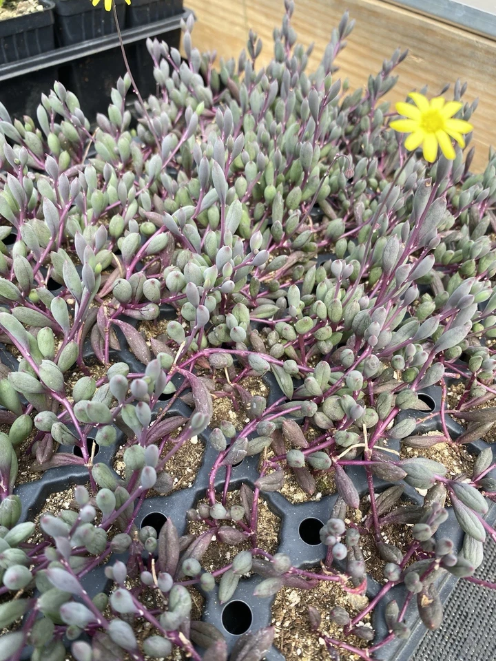 Ruby Necklace Succulent Plug - Othonna capensis Trailing Houseplant, Indoor Cactus & Succulent, Red & Green Foliage, Live Plant