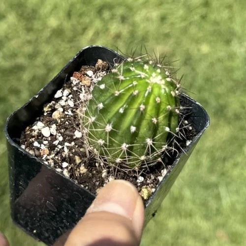 Oriole Echinopsis Schick Hybrid Rooted Cactus Flowering Succulent Collector Plant, Ornamental Clumping Cactus