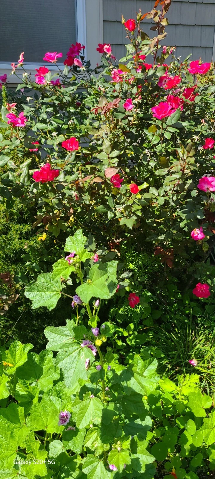 Rugosa Red Rose Robusta Cuttings – 10 Fresh Unrooted 5–8 Inch Rose Cuttings for Propagation