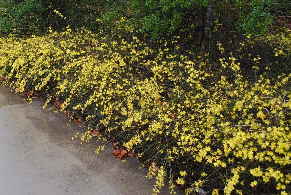 Winter Jasmine Jasminum Nudiflorum Live Stem Cuttings Set of 10 for Propagation