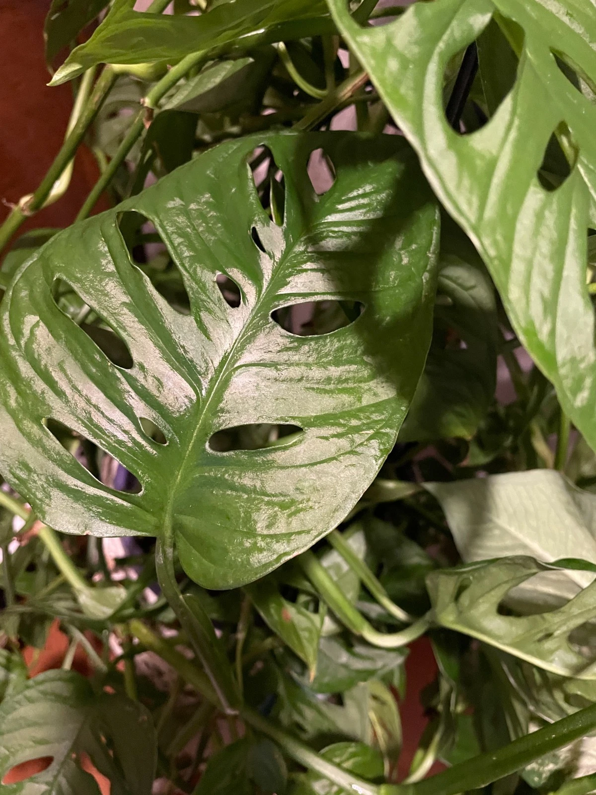 Monstera Adansonii Aurea Cuttings - 2 Unrooted Tropical Houseplant Nodes for Indoor Propagation