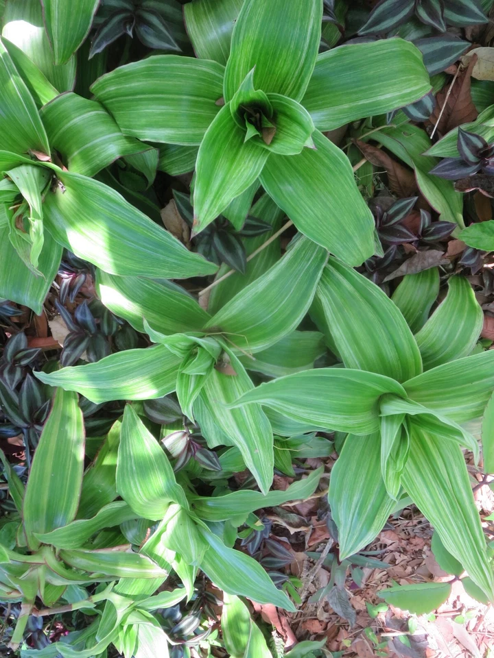 Variegated Callisia fragrans - 2 Basket Plant Pups, Easy Indoor Trailing Houseplant