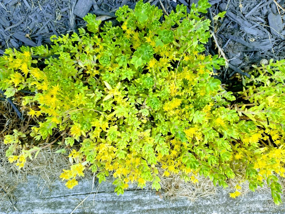 Creeping Sedum Cuttings - 49 Hardy Perennial Succulent Groundcover Starts, Mixed Sizes 1-5 Inches