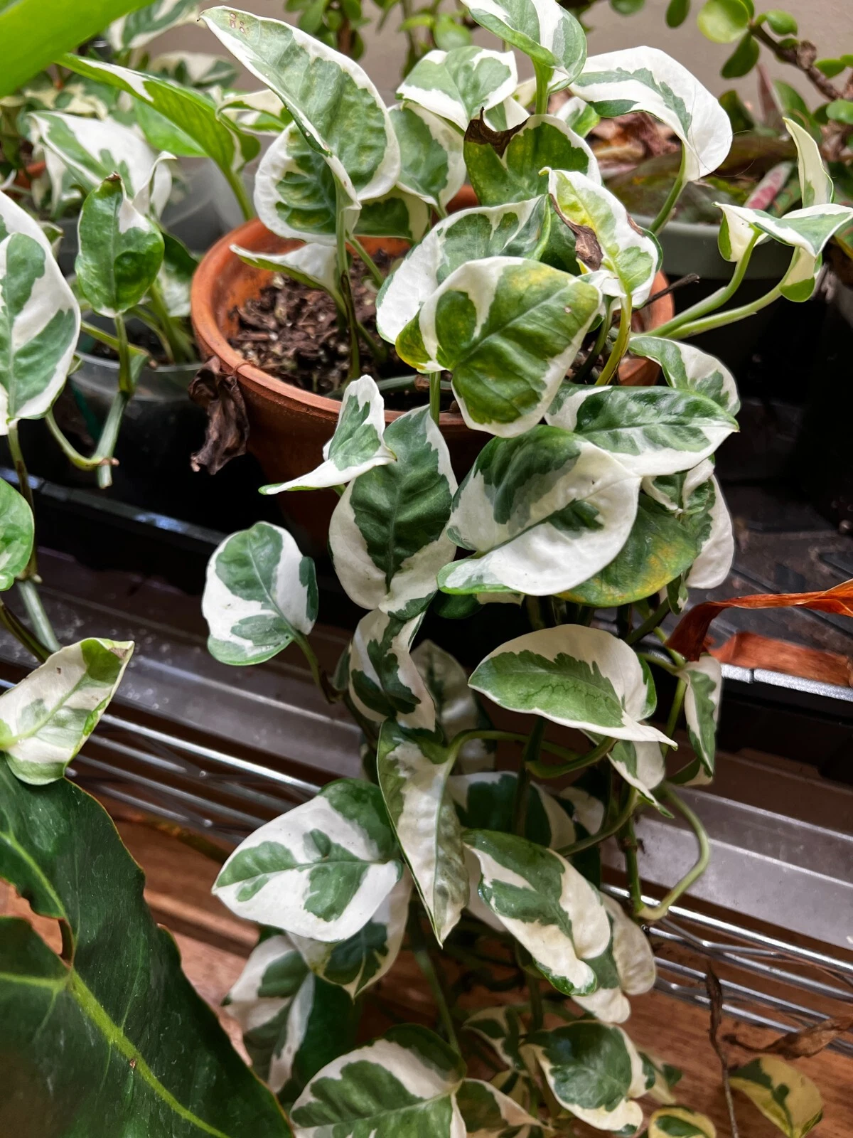 3 N’Joy Pothos Cuttings – Variegated Epipremnum Aureum Unrooted Houseplant Vines