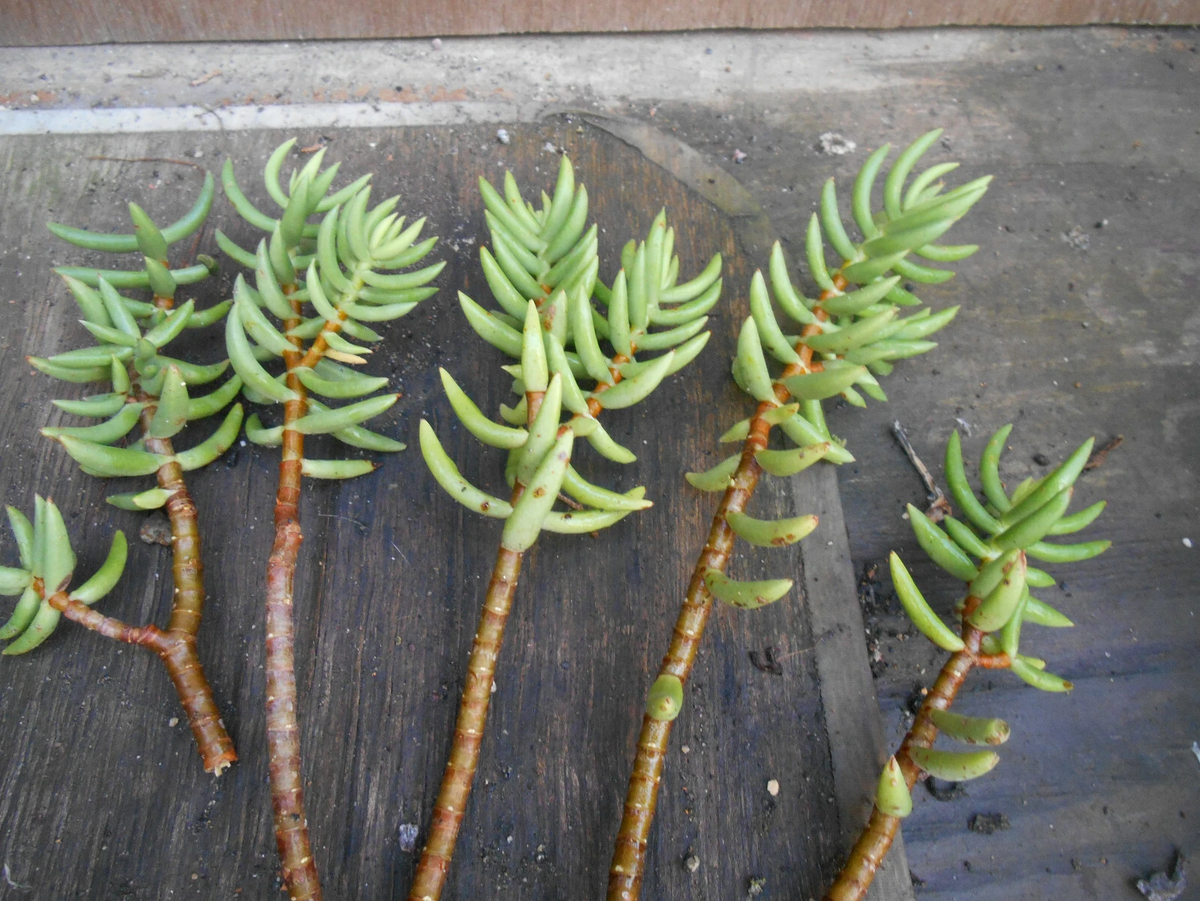 Crassula Tetragona Mini Pine Tree Succulent Cuttings – 5 Live 5–7" Hardy Stems for Rooting & Indoor Display