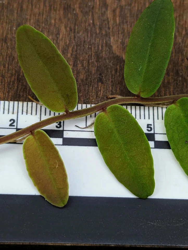 Marcgravia aff. coriacea 10-Leaf Cutting – Shingling Terrarium Vine for Vivariums & Moss Walls