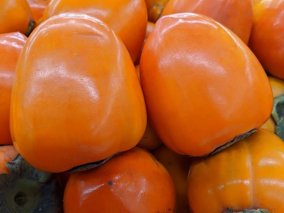 Hachiya Persimmon Tree Cuttings – 4 Unrooted Diospyros kaki Cuttings 6–8 Inches for Rooting or Grafting