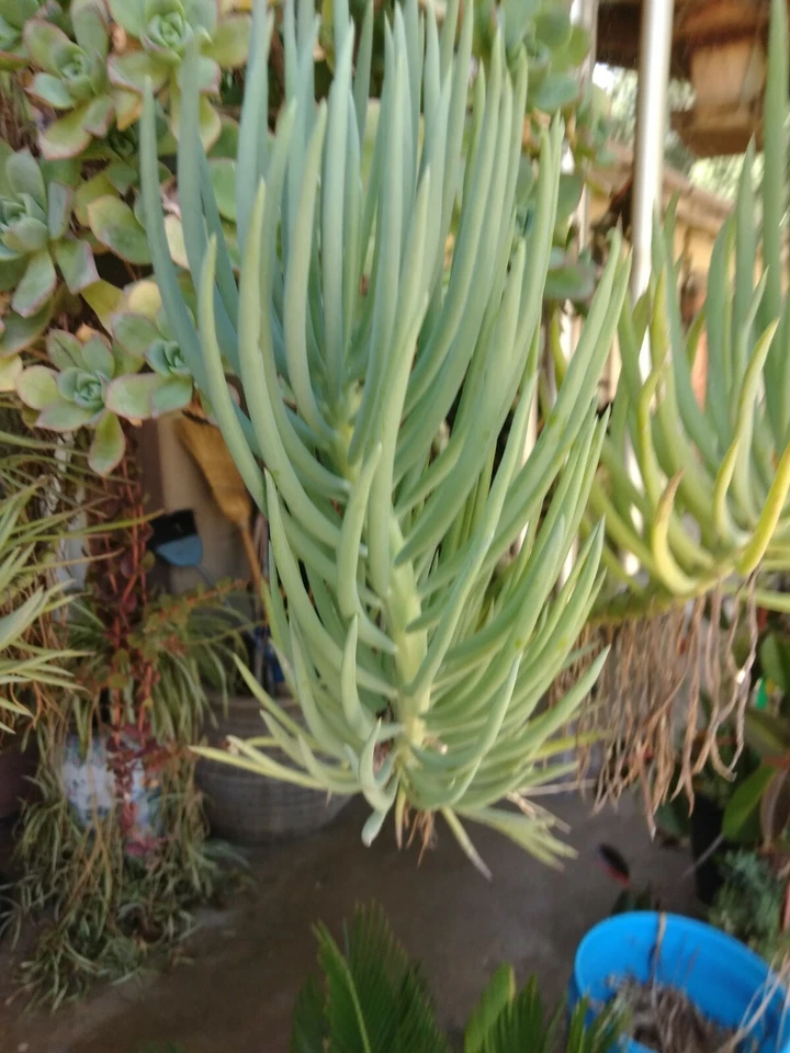 Blue Chalk Sticks Succulent Cuttings – 2 Senecio mandraliscae Live Propagation Cuttings, Blue-Gray Foliage, Spreading Growth