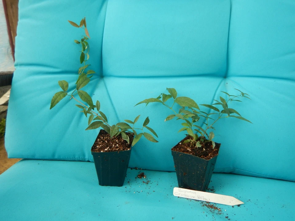 Yellow Crossvine Rooted Starter Plant – Bignonia capreolata Climbing Vine for Trellis & Garden