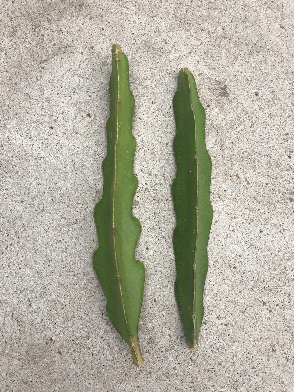 Pink Dragon Fruit Cuttings – 8 Inch Unrooted Hylocereus spp. Cactus Vines for Planting