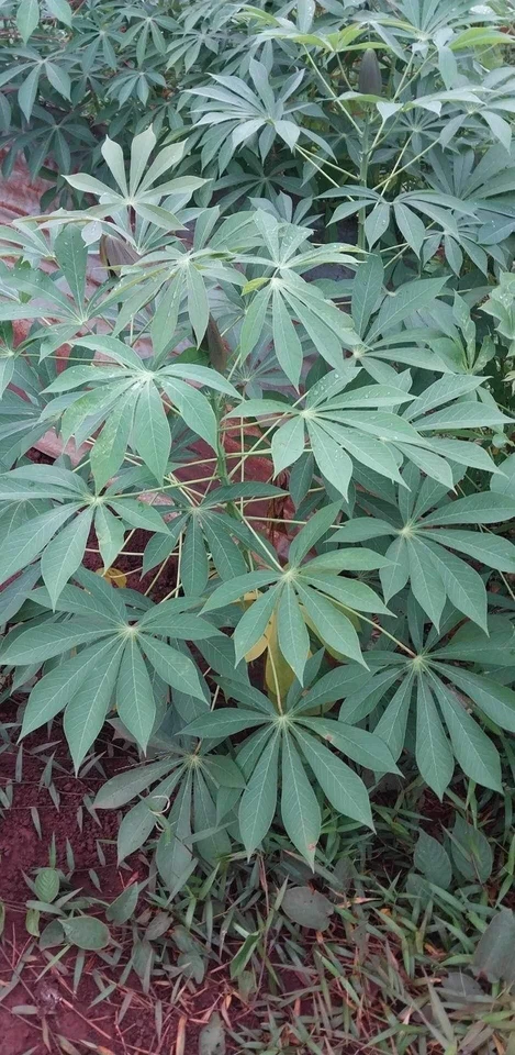Organic Sweet Red Cassava Cuttings – 5 Manihot esculenta Yuca Stems Ready to Plant
