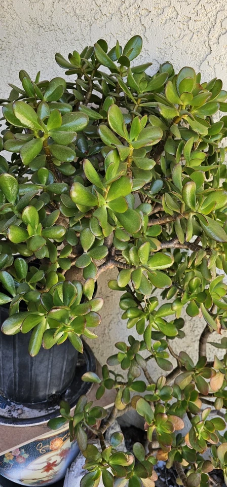 Jade Plant Cuttings 8 Inch Live Unrooted Crassula Ovata Succulent for Indoor Growing