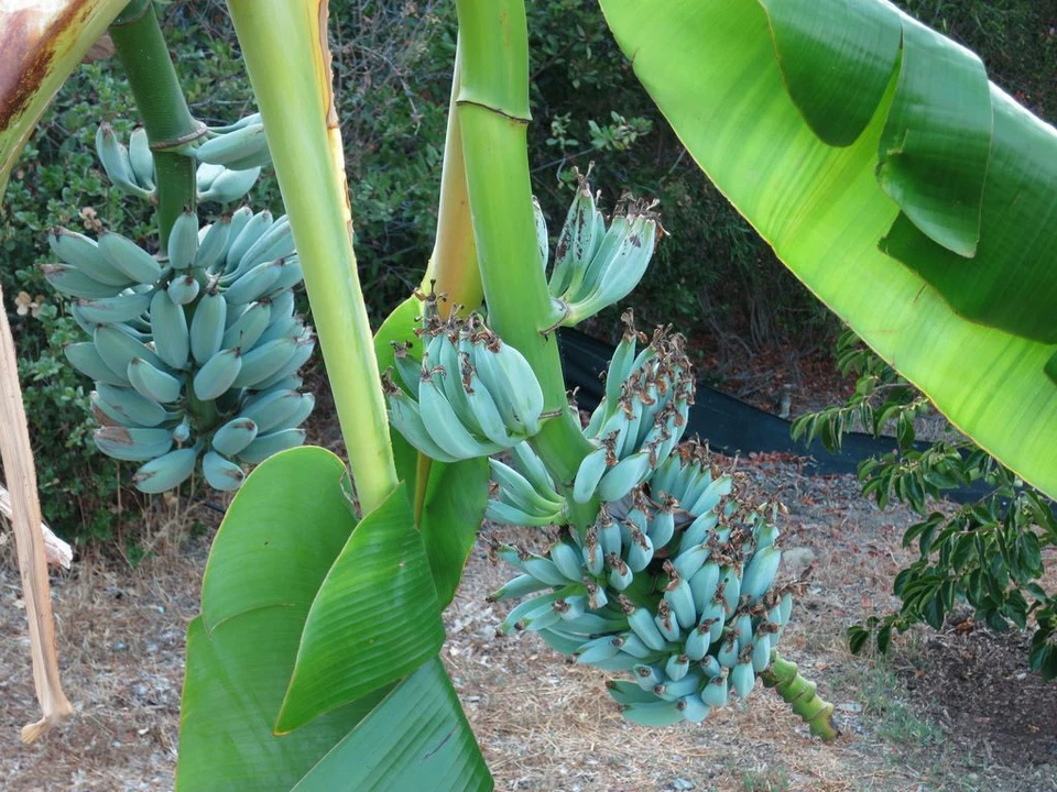 Blue Java Banana Plant Live Rooted Starter | Musa spp. | Tropical Fruit Cultivar