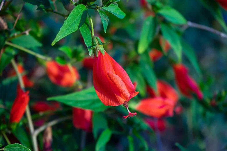 Malvaviscus arboreus Red Turk’s Cap Live Cuttings – Easy-Rooting Flowering Shrub Starter Plants for Garden Pollinators