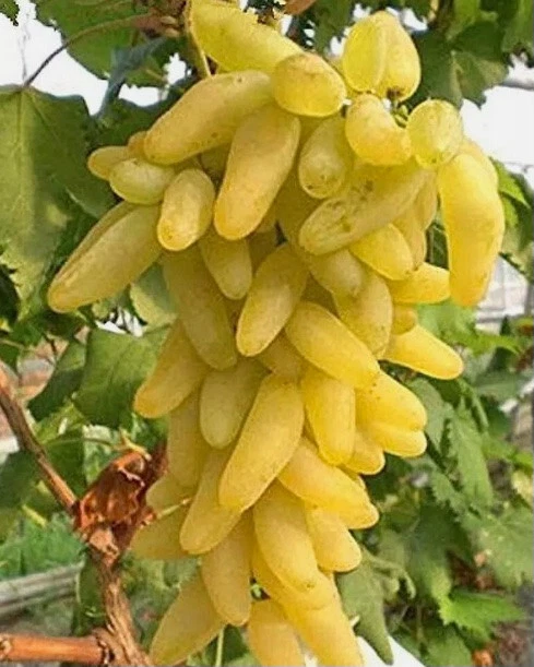 Golden Fingers Grape Vine Cuttings Set of 3, Unrooted Vitis vinifera for Rooting or Grafting, Fruit Vine Propagation