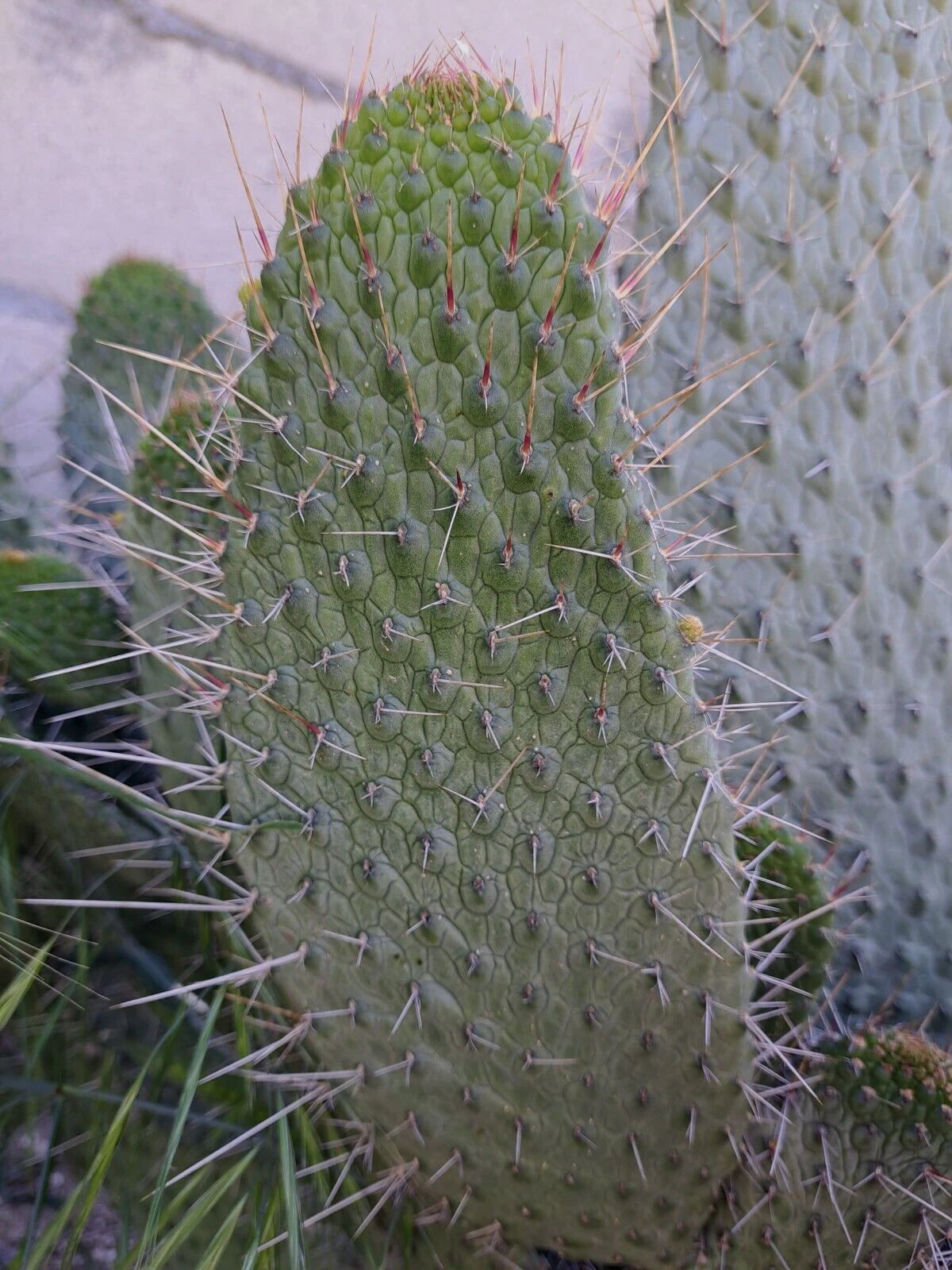 Unrooted Consolea Moniliformis Cactus Cutting – 12 Inch Opuntia Ornamental Propagation Plant