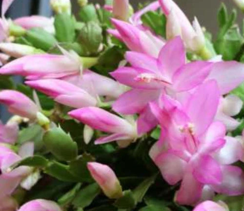 Christmas Cactus Plant 4 Inch Light Pink Zygocactus Live Plant - Epiphyllum spp. Succulent Indoor Plant