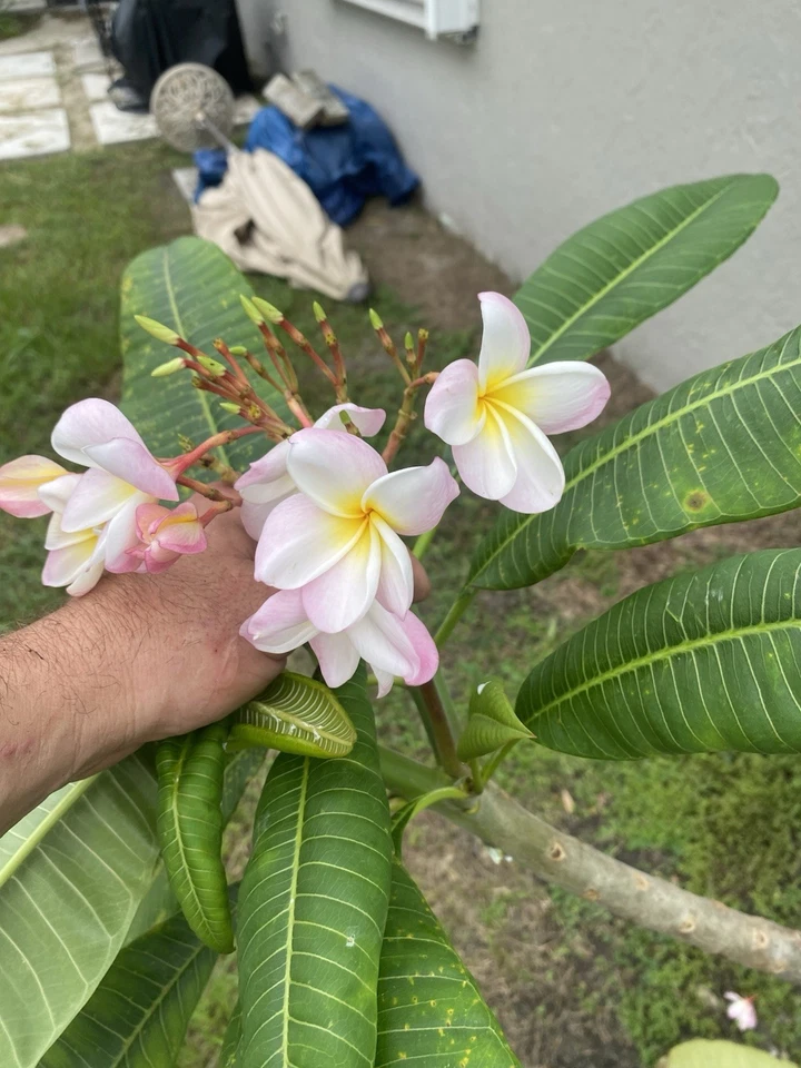 Orange Rainbow Plumeria Cuttings 6-12 Inch Unrooted Frangipani Tree Stems for Propagation