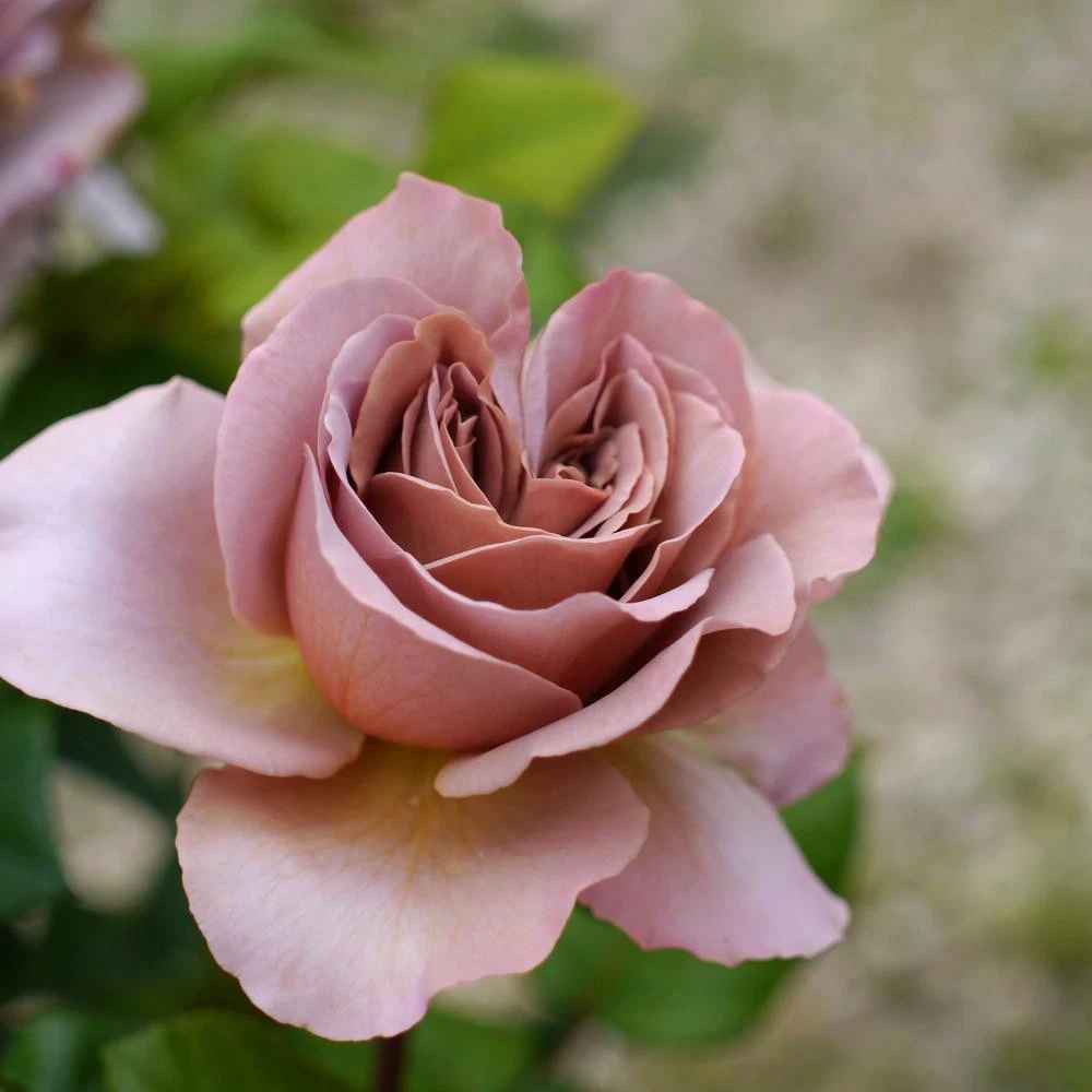 Unrooted Rose Cuttings - Cafe Latte Variety - Rare Garden Rose Propagation Set of 3 Rosa â€˜Cafe Latteâ€™