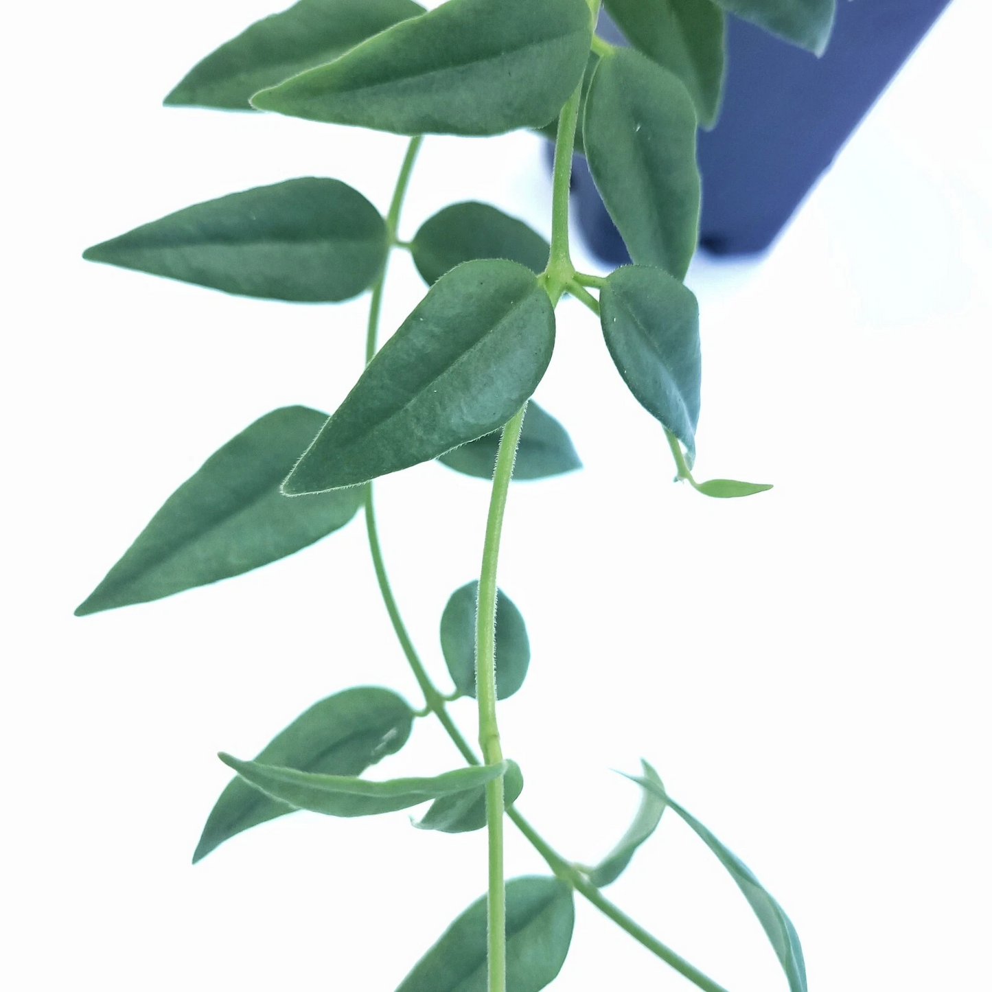Live Hoya Bella Cutting – Indoor Trailing Vine Propagation Stem, Green Foliage, Hoya bella Scientific Name